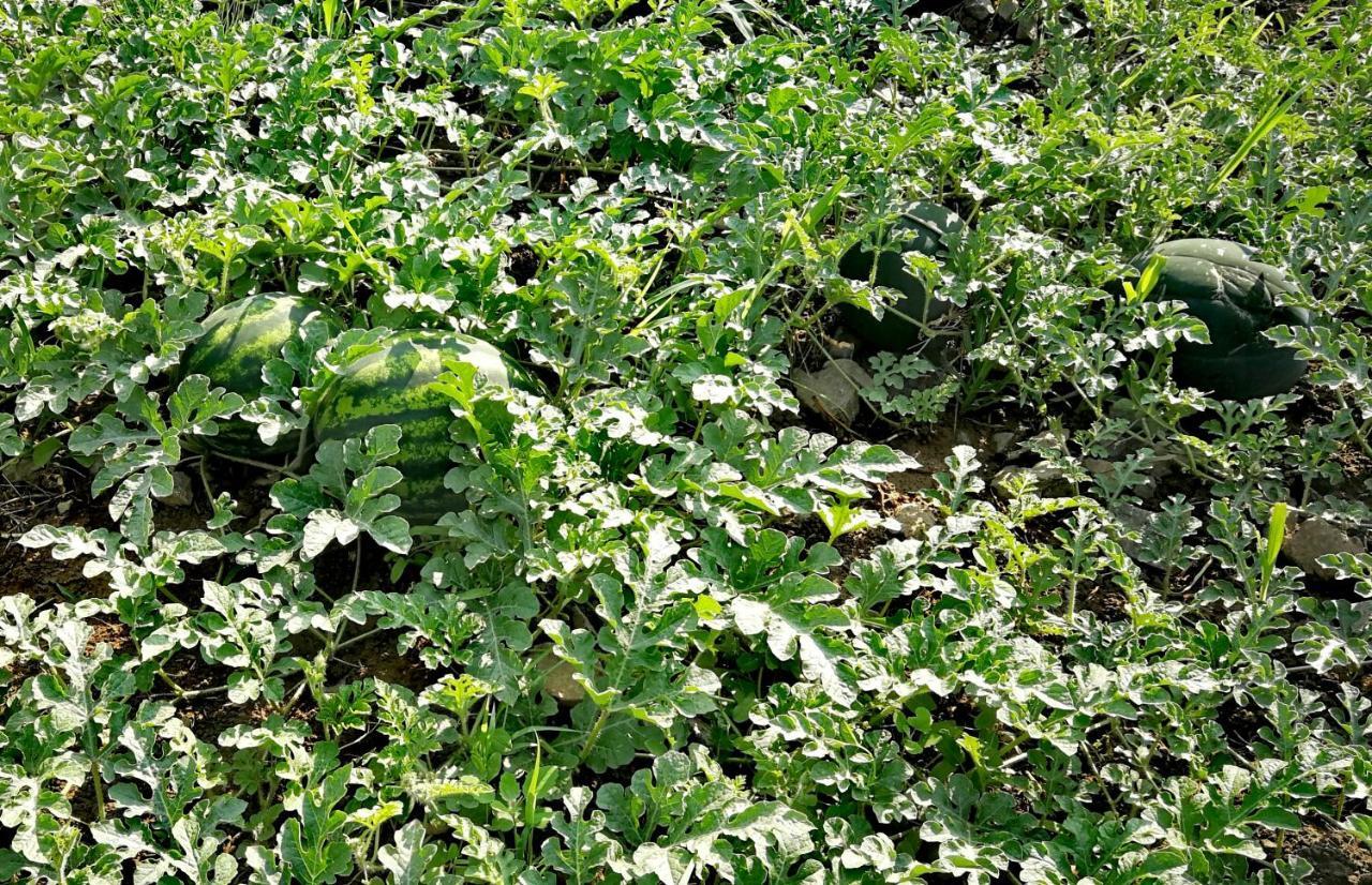 Agropensiunea Valea Fagilor Luncavita Ngoại thất bức ảnh
